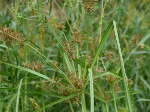 Repina Tatyana · CC BY 4.0 · GBIF