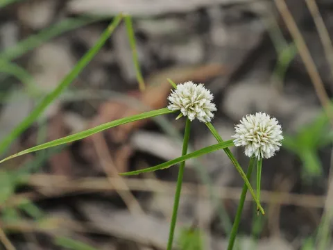 Roland Muench · CC BY 4.0 · GBIF