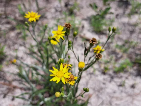 Bob Schwartz · CC BY 4.0 · GBIF