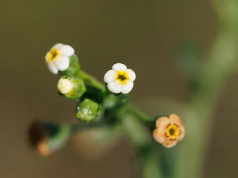Kym Nicolson · CC BY 4.0 · GBIF