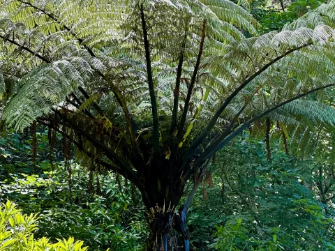 Tom Beard · CC BY 4.0 · GBIF
