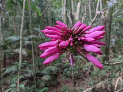 Martin Vallejos · CC BY 4.0 · GBIF