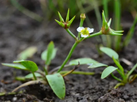 Flavien Saboureau · CC BY 4.0 · GBIF