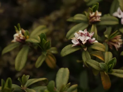Siddarth Machado · CC BY 4.0 · GBIF
