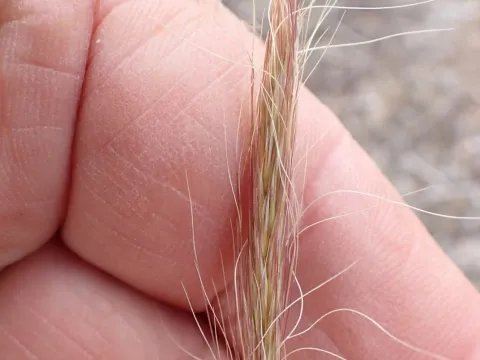 Peter de Lange · CC0 1.0 · GBIF
