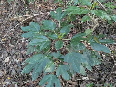 plant 0302 · CC BY 4.0 · GBIF