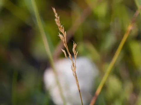 Skjold Søndergaard · CC BY 4.0 · GBIF