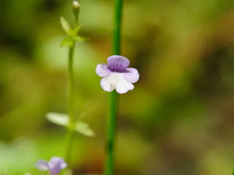 Cheng-Tao Lin · CC BY 4.0 · GBIF