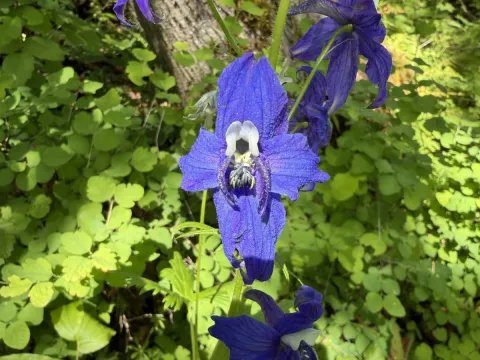 Judi Sanders · CC BY 4.0 · GBIF