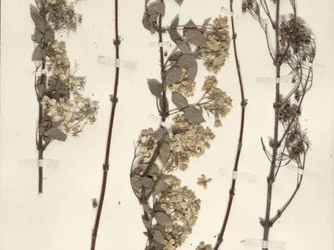 Naturalis Biodiversity Center · CC0 1.0 · GBIF