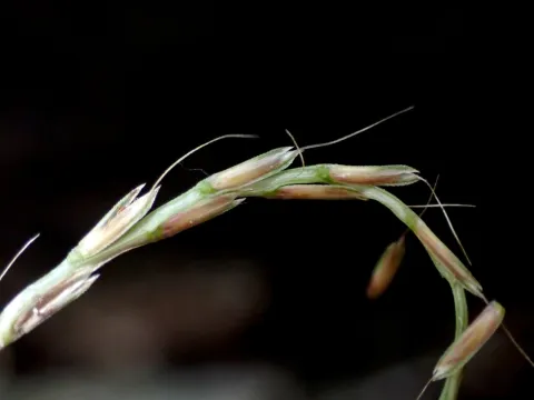 naturalistchu · CC BY 4.0 · GBIF