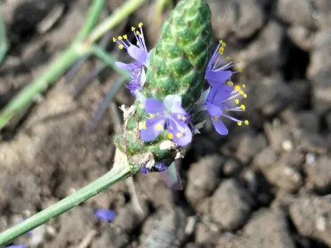 Sinaloa Silvestre · CC0 1.0 · GBIF