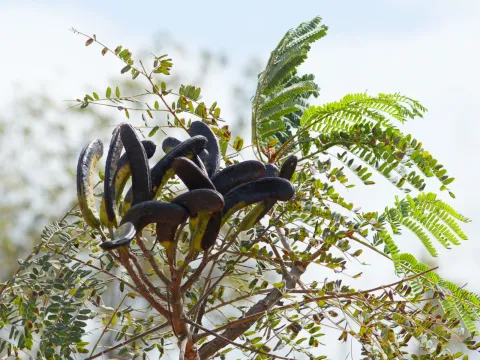 Donald Davesne · CC BY 4.0 · GBIF