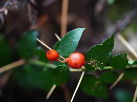 香菇 · CC BY 4.0 · GBIF