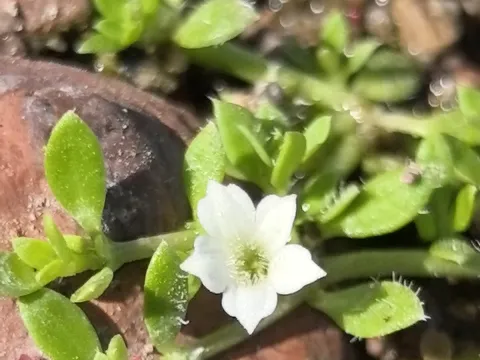 Sinaloa Silvestre · CC0 1.0 · GBIF