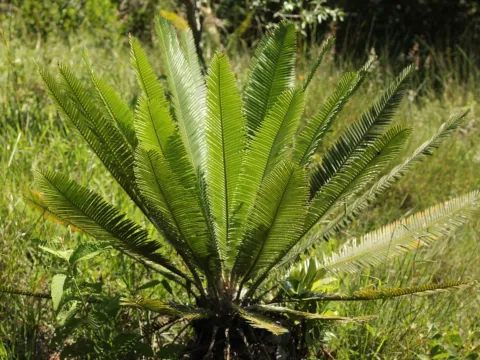 Adrianh M. Orozco · CC BY 4.0 · GBIF