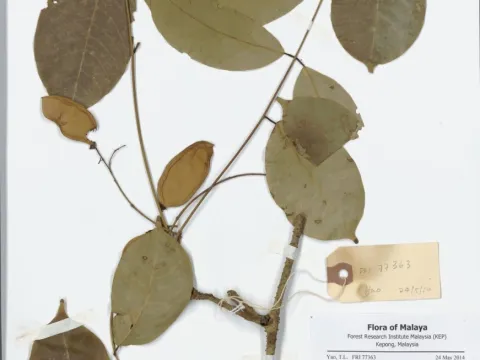 Naturalis Biodiversity Center · CC0 1.0 · GBIF