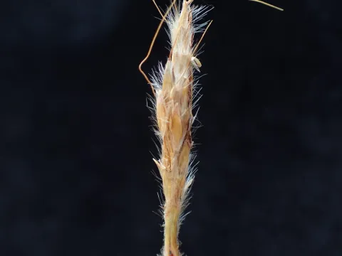 bat (Maria Vorontsova) · CC0 1.0 · GBIF