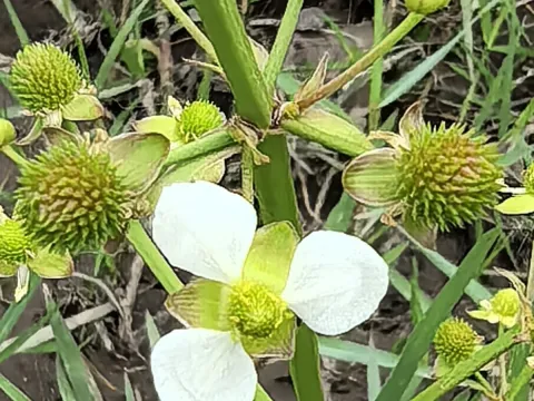 Sinaloa Silvestre · CC0 1.0 · GBIF