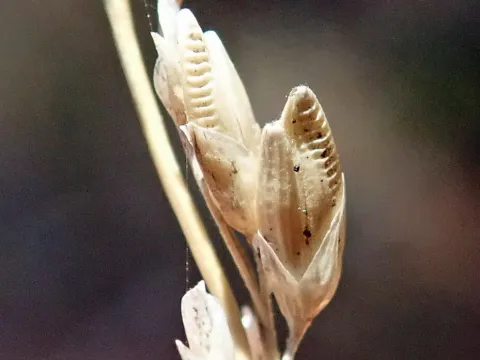 Harry Rose · CC0 1.0 · GBIF