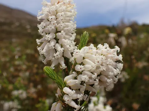 Ren Hoekstra · CC BY 4.0 · GBIF