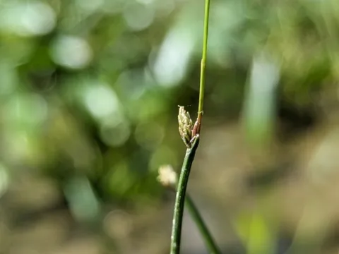 Cheng-Te Hsu · CC BY 4.0 · GBIF