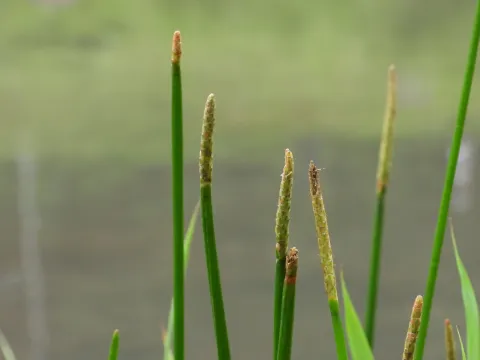許慶棠Ray · CC BY 4.0 · GBIF