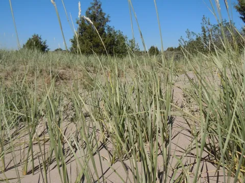 Matt Lavin · CC BY 4.0 · GBIF