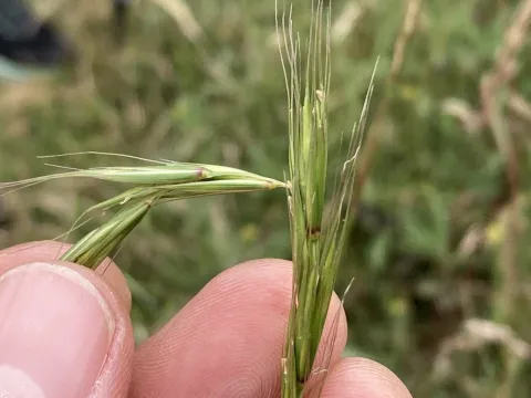 Adam J. Searcy · CC BY 4.0 · GBIF
