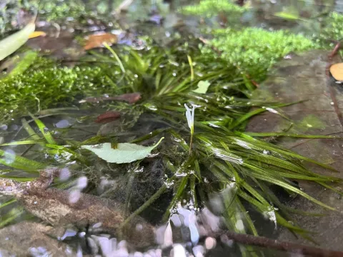 何小花 · CC BY 4.0 · GBIF