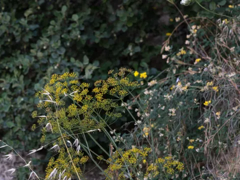 Eleftherios Katsillis · CC BY 4.0 · GBIF