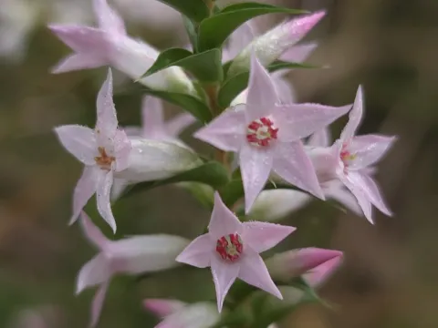 Petra Holland · CC BY 4.0 · GBIF