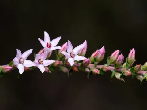 Bruce Cathie · CC BY 4.0 · GBIF