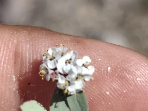Augusto Olmos Mercado · CC0 1.0 · GBIF
