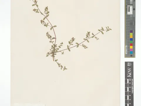 Royal Botanic Gardens, Kew · CC BY 4.0 · GBIF