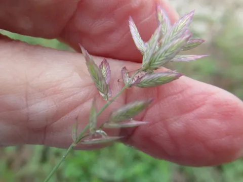 Linda Jo Conn · CC BY 4.0 · GBIF