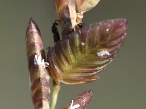 Andrew Gillespie · CC BY 4.0 · GBIF