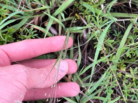 naturedom12 · CC0 1.0 · GBIF