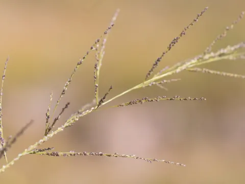 Kym Nicolson · CC BY 4.0 · GBIF