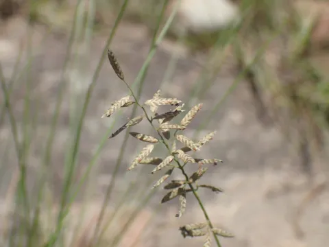 Mahomed Desai · CC BY 4.0 · GBIF