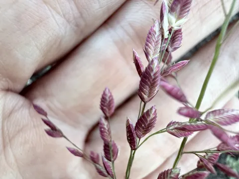 Tara Severns · CC BY 4.0 · GBIF