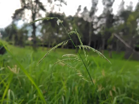 chiuluan · CC BY 4.0 · GBIF