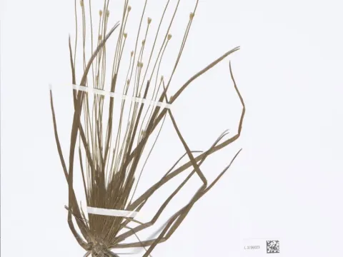 Naturalis Biodiversity Center · CC0 1.0 · GBIF