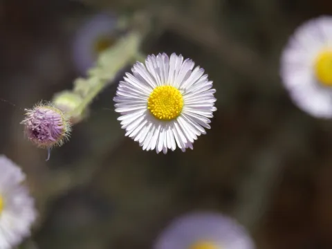 Isaac Ethington · CC BY 4.0 · GBIF