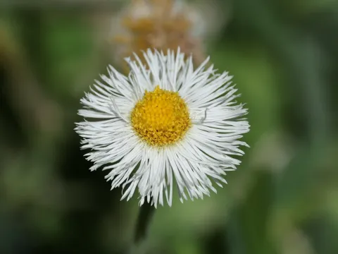 nmoorhatch · CC BY 4.0 · GBIF