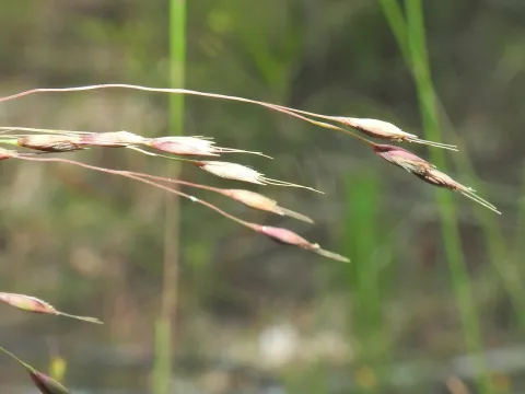 Scott W. Gavins · CC BY 4.0 · GBIF