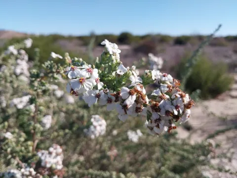 De Waal Hugo · CC BY 4.0 · GBIF