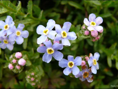 Dmitry Kulakov · CC BY 4.0 · GBIF
