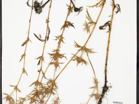 Botanical Research Institute of Texas · CC0 1.0 · GBIF