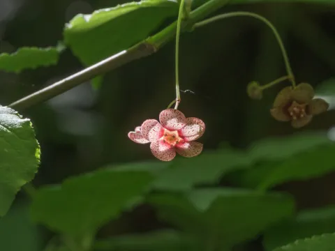 ant, like the bug · CC0 1.0 · GBIF